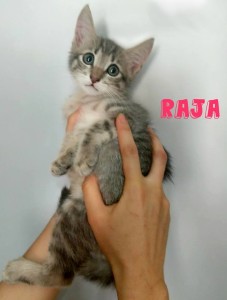 raja