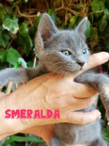 smeralda