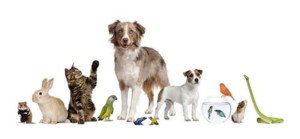 animali-e1526497522296