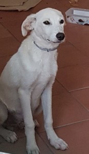 giulio
