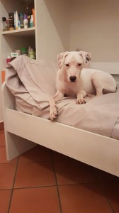 snoopy