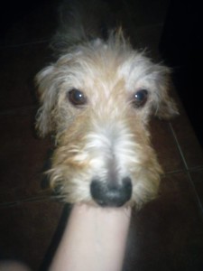 lillo2