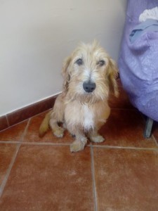 lillo3