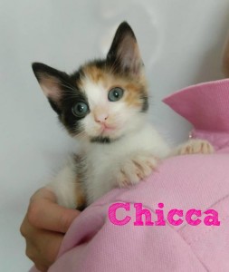 chicca