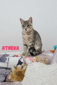 athena