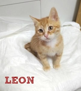 leon