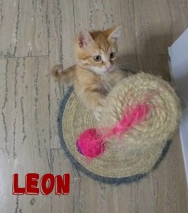 leon1