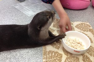 lontra