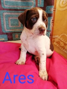 ares