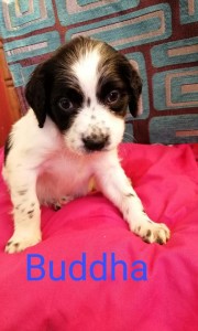 buddha