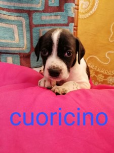 cuoricino