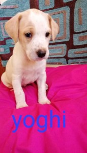yoghi