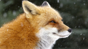 Nature: Fox Tales