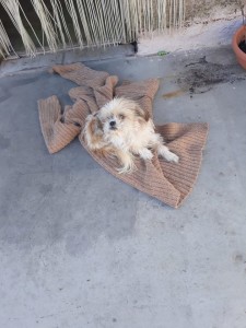 balu