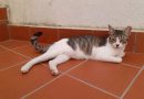 Messina Lei è Martina. Una gattina di un anno che ha la sfortuna di essere una comunissima gatta.