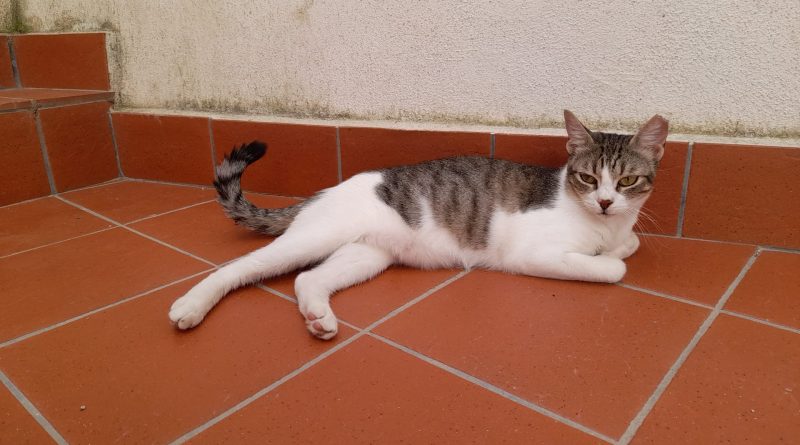 Messina Lei è Martina. Una gattina di un anno che ha la sfortuna di essere una comunissima gatta.