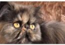 MESSINA: IRIS gatta di razza persiana di 3 anni cerca famiglia