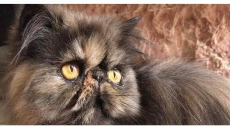 MESSINA: IRIS gatta di razza persiana di 3 anni cerca famiglia