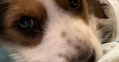 PALERMO : Aida è una cucciola e pensa che tutti gli umani siano buoni….