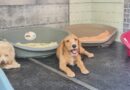 PALERMO: CORALINE è una segugetta a pelo duro , di circa 1 anno e mezzo, di taglia media contenuta( appena 12 kili )