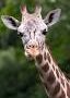 https://www.lifegate.it/le-giraffe-sono-in-grado-di-fare-ragionamenti-statistici?fbclid=IwAR3-q3EVG35vbExMdwumLcnb82QJWsfX92Nkieqr8DVLoVpA9-vIDpIG42M