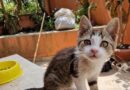 AGRIGENTO : Tina ha 2 mesi e mezzo è in cerca di casa