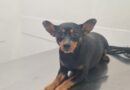 PALERMO:   Robin è un Pinscher di circa 6 anni che è stato accolto dall associazione I CANUZZI DI MARZIA E MARIA  ONLUS 