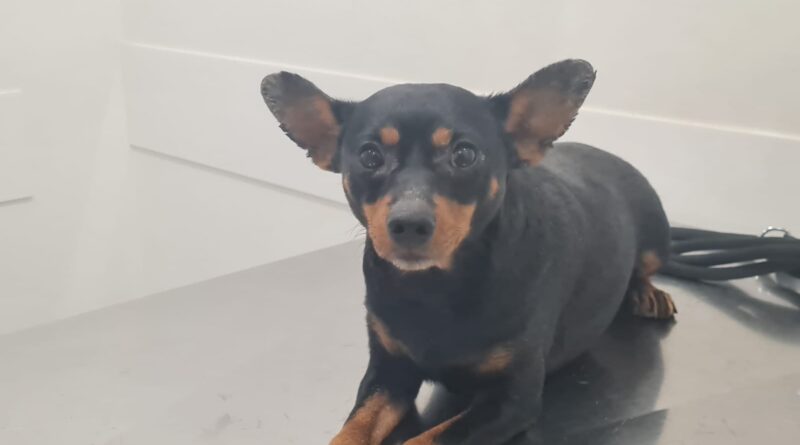 PALERMO:   Robin è un Pinscher di circa 6 anni che è stato accolto dall associazione I CANUZZI DI MARZIA E MARIA  ONLUS 